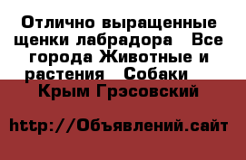 Отлично выращенные щенки лабрадора - Все города Животные и растения » Собаки   . Крым,Грэсовский